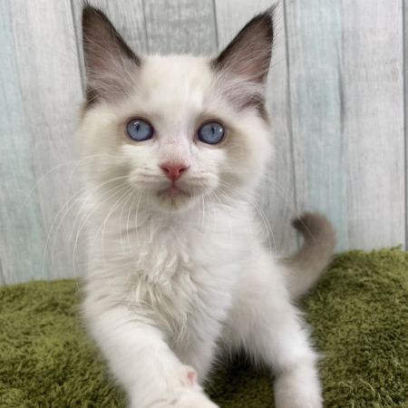 【大宮店】ラグドール　こるね君