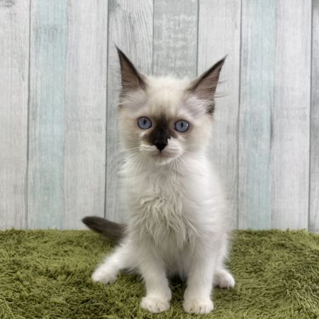 【大宮店】ラグドール　あむちゃん