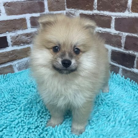 【板橋店】ポメラニアン　ぽむぽむ君