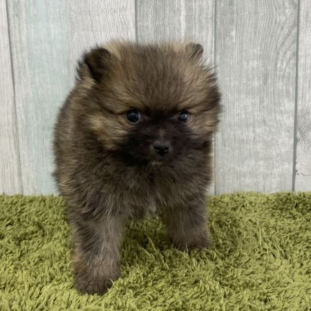 【大宮店】ポメラニアン　たぬぽん君