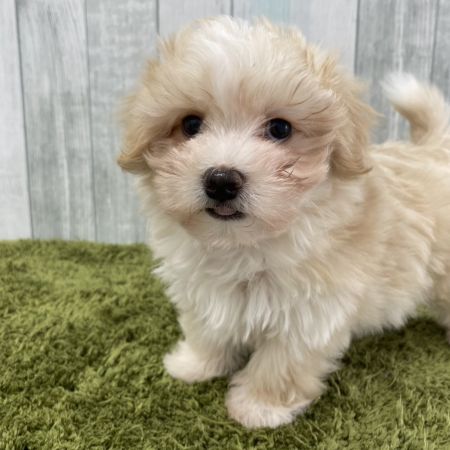 【大宮店】MIX犬（マルチーズ×チワワ）　ゆのちゃん