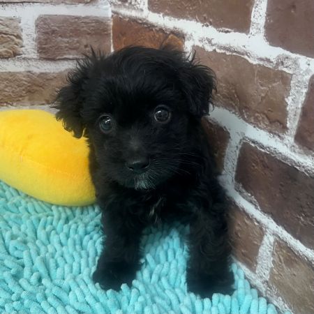 【板橋店】MIX犬（トイプードル×チワワ）ごま君