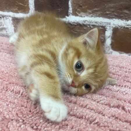 【板橋店】マンチカン　向日葵ちゃん（ひまわり）