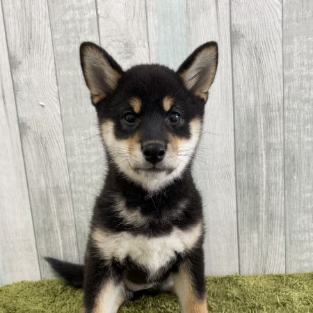 【大宮店】柴犬　忍ちゃん