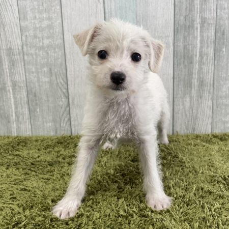 【大宮店】MIX犬（トイプードル×イタリアングレーハウンド）　シュクレちゃん