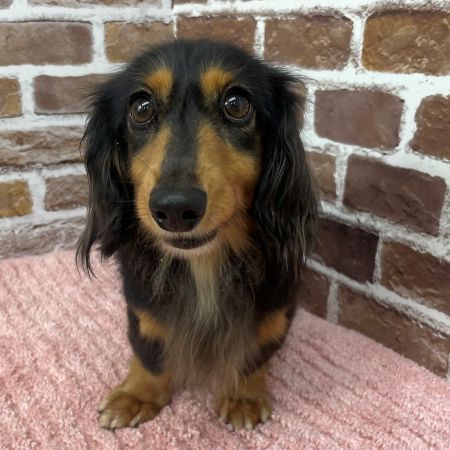【板橋店】ミニチュアダックスフンド　モモちゃん
