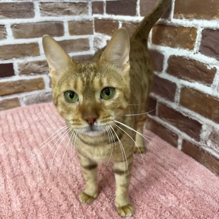 【板橋店】エジブシャンマウ　サーシャちゃん