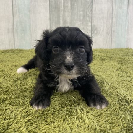 【大宮店】MIX犬（マルチーズ×マルチーズ・トイプードル）ももなちゃん