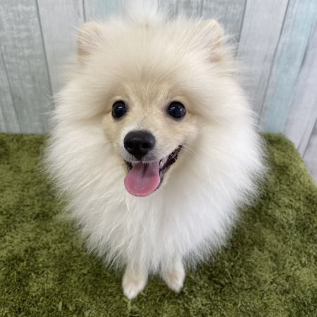 【大宮店】ポメラニアン　リンク君