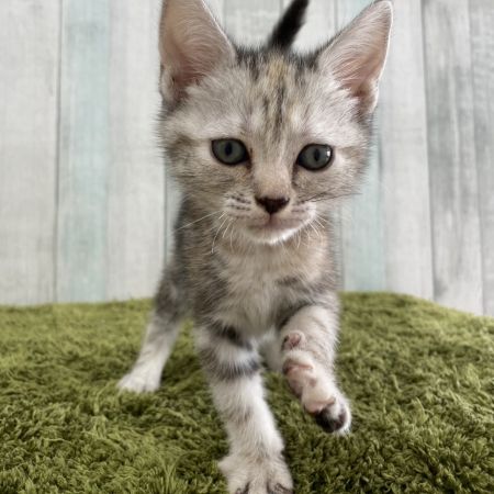 【大宮店】アメリカンショートヘアー　シズクちゃん