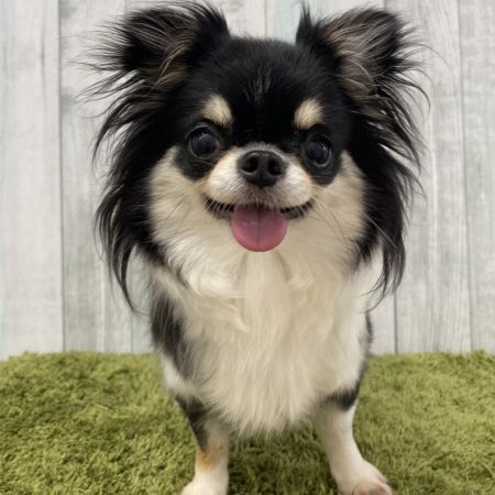 【大宮店】チワワ　みおちゃん