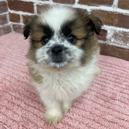 【板橋店】MIX犬(スピッツ×シーズー）日和ちゃん（ひより）