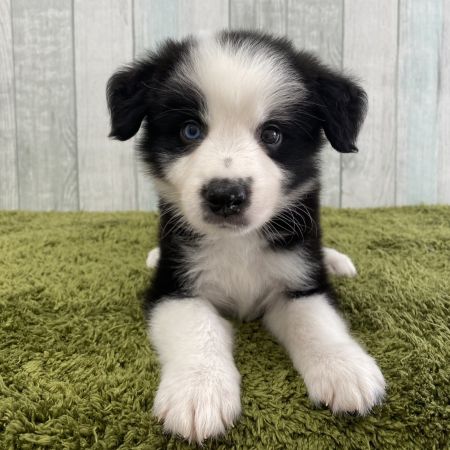 【大宮店】ボーダーコリー　ボルボ君