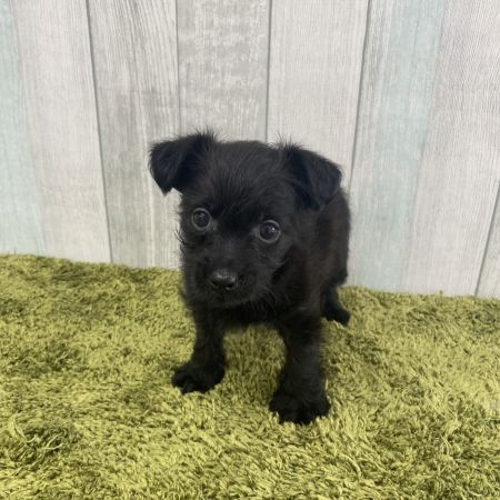 【大宮店】MIX犬（トイプードル・チワワ×マルチーズ・トイプードル）さゆちゃん