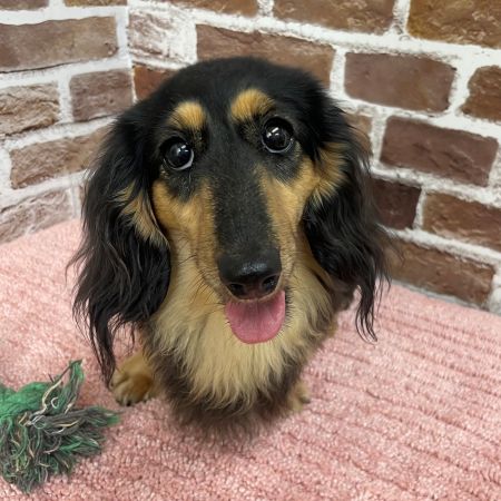 【板橋店】カニンヘンダックスフンド　にこちゃん　