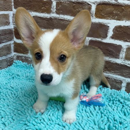 【板橋店】ウェルシュコーギー　ライ麦くん