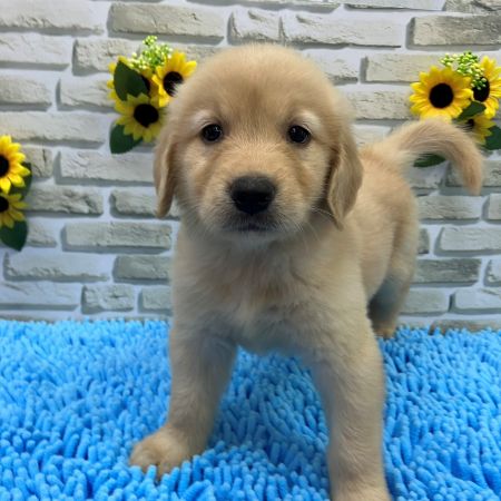 【横浜保土ヶ谷店】ゴールデンレトリバー　マウイくん