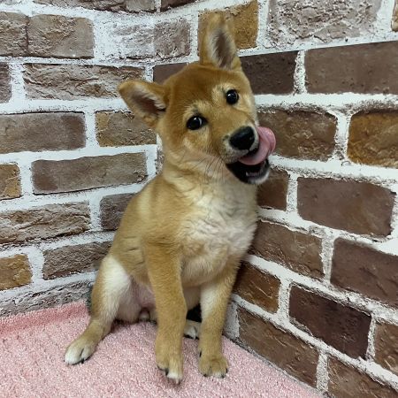 【板橋店】柴犬　小町ちゃん（こまち）