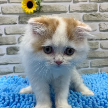 【横浜保土ケ谷店】スコティッシュフォールド　プアくん