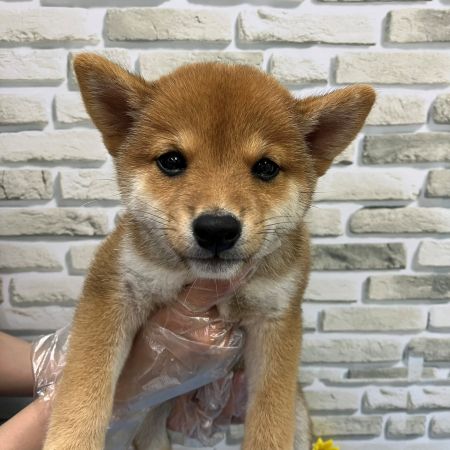 【横浜保土ケ谷店】豆柴　ティガーくん