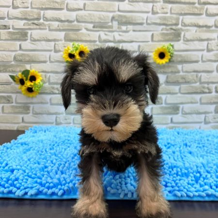 【横浜保土ケ谷店】ミニチュアシュナウザー　とんすけくん
