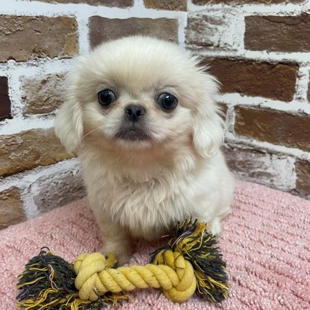 【板橋店】ペキニーズ　れいあちゃん