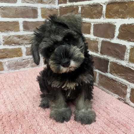 【板橋店】ミニチュアシュナウザー　ポヨちゃん
