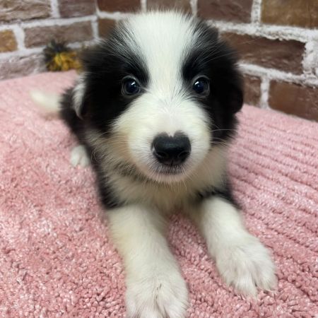 【板橋店】ボーダーコリー　ぱどめちゃん
