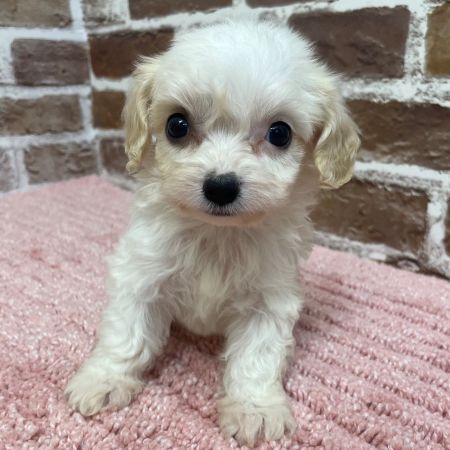 【板橋店】MIX犬(キャバリア×ビションフリーゼ)　キョロちゃん