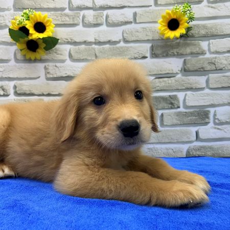 【横浜保土ケ谷店】ゴールデンレトリバー　サリーくん