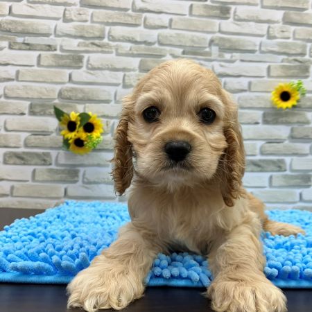 【横浜保土ケ谷店】アメリカンコッカースパニエル　ころねくん