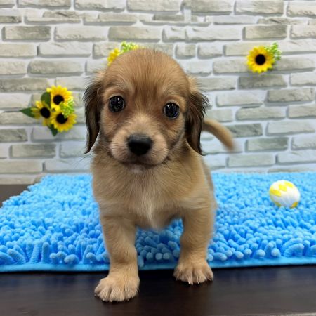 【横浜保土ケ谷店】MIX犬(チワワ×ダックス)　レックスくん
