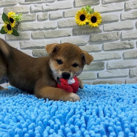 【横浜保土ケ谷店】柴犬　ニタくん