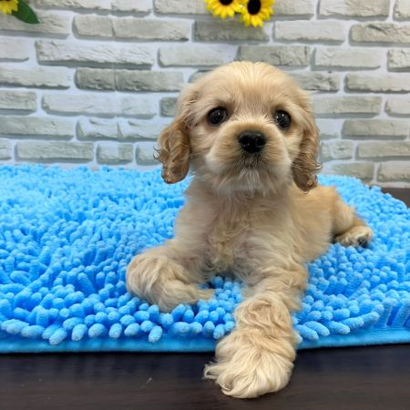 【横浜保土ケ谷店】アメリカンコッカースパニエル　クラックくん