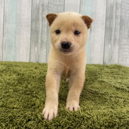 【大宮店】柴犬　どん君