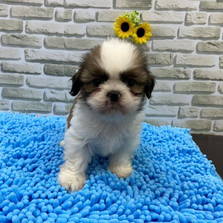 【横浜保土ヶ谷店】MIX犬(マルチーズ×シーズー)　ゼペットくん