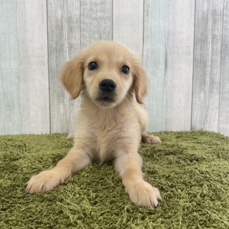 【大宮店】ゴールデンレトリバー　バニカちゃん