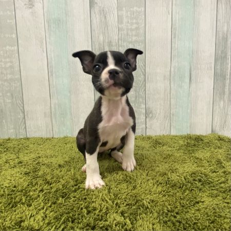 【大宮店】MIX犬　レニちゃん