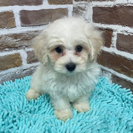 【板橋店】MIX犬(マルチーズ×トイプードル)　ぷあ君