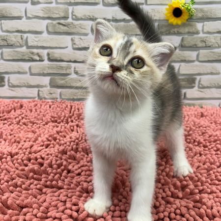 【横浜保土ケ谷店】スコティッシュフォールド　おりちゃん