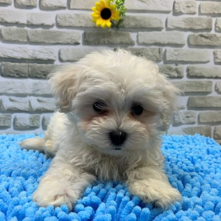 【横浜保土ケ谷店】MIX犬　ギースくん