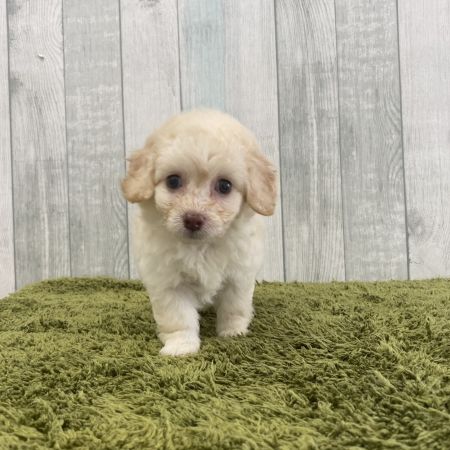 【大宮店】MIX犬（トイプードル×トイプードル・チワワ）セイラちゃん