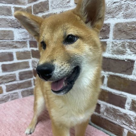 【板橋店】柴犬　小町ちゃん（こまち）