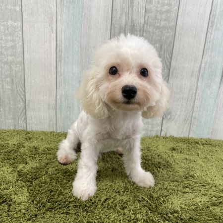 【大宮店】ビションフリーゼ　クラウド君