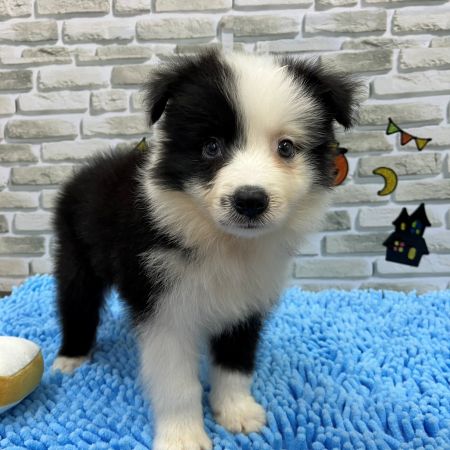 【横浜保土ヶ谷店】ボーダーコリー　ピグレットくん