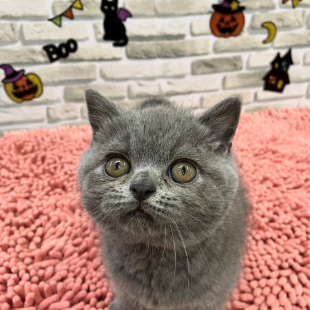 【横浜保土ヶ谷店】ブリティッシュショートヘア　ティアナちゃん