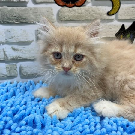 【横浜保土ヶ谷店】ミヌエット　パウバートくん