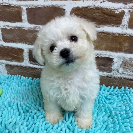 【板橋店】ビションフリーゼ　ぽふ君