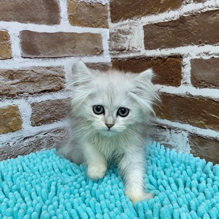 【板橋店】ペルシャ　フラン君