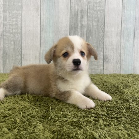 【大宮店】ウェルシュコーギーP　だいきち君